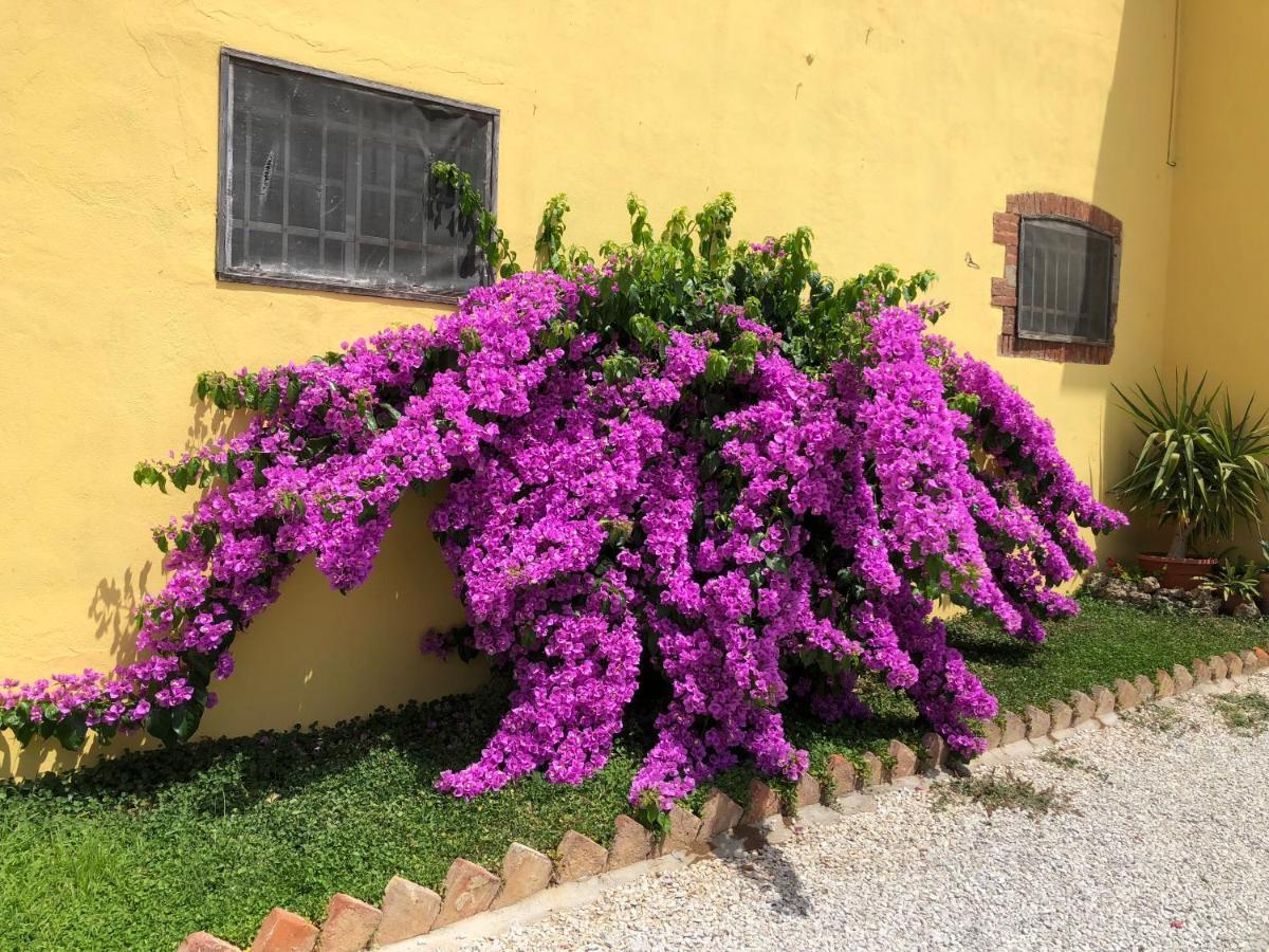 La Nana Gialla Riotorto Exterior foto